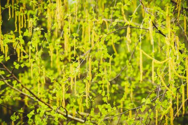 Rusya'da ilkbaharda ağaçlarda çiçek açan huş küpe