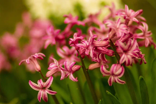 İlkbaharda bahçede bir çiçek yatağında mor ve beyaz çiçekler