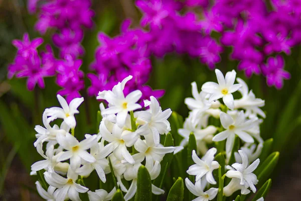 春の庭の花壇に紫と白の花 — ストック写真