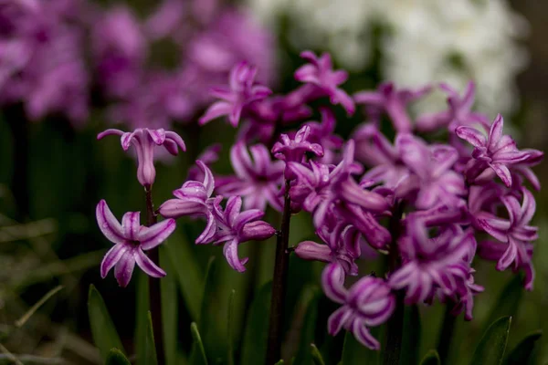春の庭の花壇に紫と白の花 — ストック写真