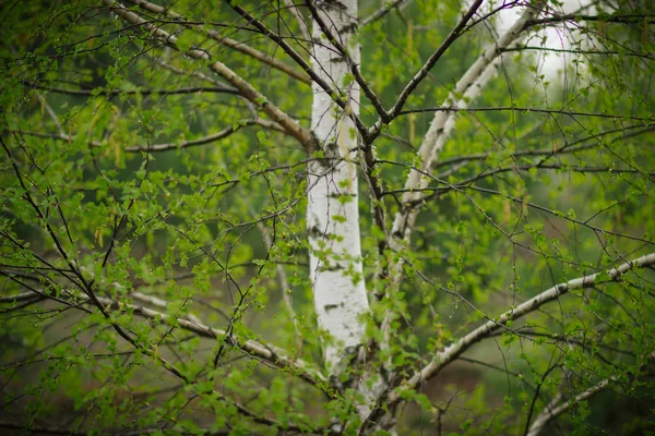 Bouleau Blanc Mince Sur Bord Forêt Printemps Russie — Photo