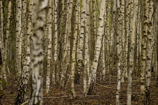 White slender birch on the edge of the spring forest in Russia