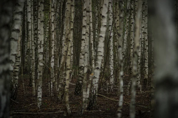 White slender birch on the edge of the spring forest in Russia