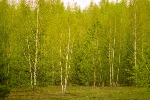 Vidoeiro Branco Esbelto Borda Floresta Primavera Rússia — Fotografia de Stock