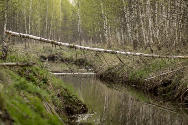 Pequeno Rio Estreito Primavera Fabuloso Krasivaia Rússia — Fotografia de Stock