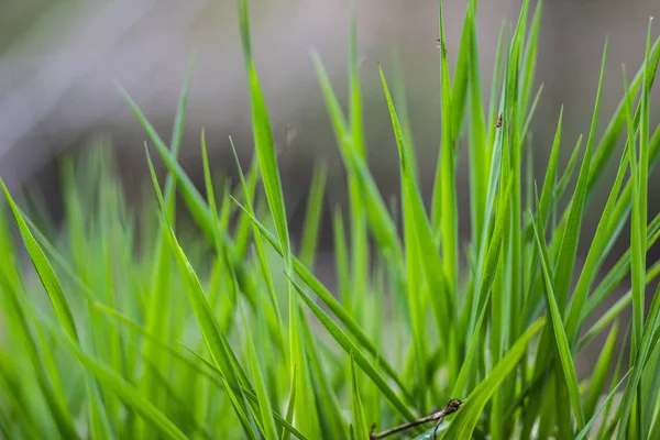 Verde Hierba Fresca Prado Primavera Campo Rusia — Foto de Stock