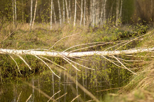 Small Narrow River Spring Fabulous Krasivaia Russia — Stock Photo, Image