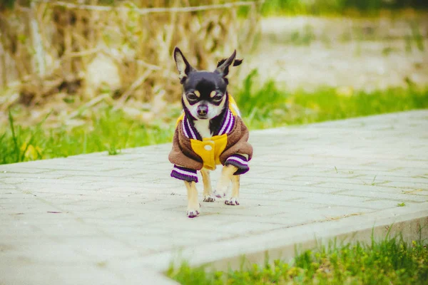 Bahçedeki Neşeli Köpek Kıyafetleri Chihuahua — Stok fotoğraf