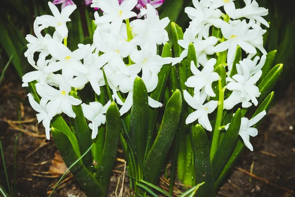 春の庭の花壇に紫と白の花 — ストック写真