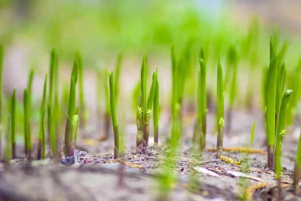 Verde Hierba Fresca Prado Primavera Campo Rusia — Foto de Stock