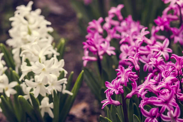 Flores Púrpuras Blancas Macizo Flores Jardín Primavera — Foto de Stock