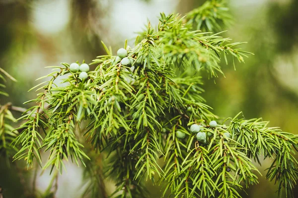 Zielone Młode Gałęzie Drzew Lesie Wiosennym Park Rosji — Zdjęcie stockowe