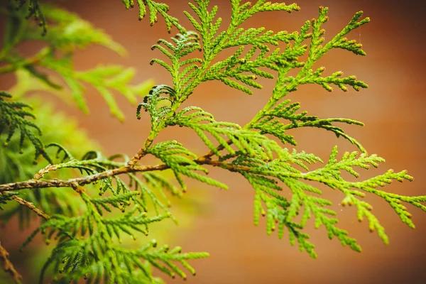 Zielone Młode Gałęzie Drzew Lesie Wiosennym Park Rosji — Zdjęcie stockowe