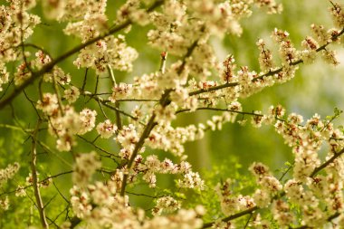 Bahçedeki baharda ağaçlarda beyaz kiraz çiçekleri