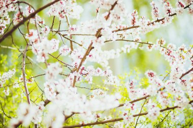 Bahçedeki baharda ağaçlarda beyaz kiraz çiçekleri