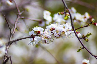 Bahçedeki baharda ağaçlarda beyaz kiraz çiçekleri