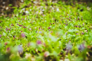 Rusya'da bir alanda bir bahar çayır üzerinde Yeşil taze çim