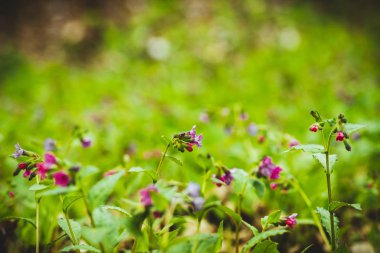 Rusya'da bir alanda bir bahar çayır üzerinde Yeşil taze çim