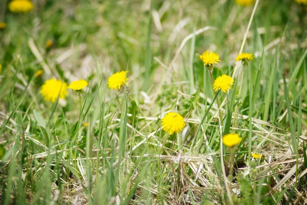 Yellow Beautiful Wildflowers Field Spring Russia — Stock Photo, Image