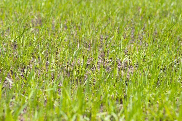 Verde Hierba Fresca Prado Primavera Campo Rusia — Foto de Stock