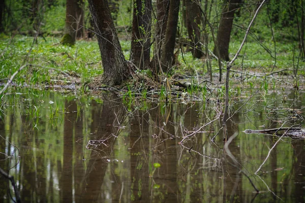 Kleine Smalle Rivier Het Voorjaar Fantastische Krasivaia Rusland — Stockfoto