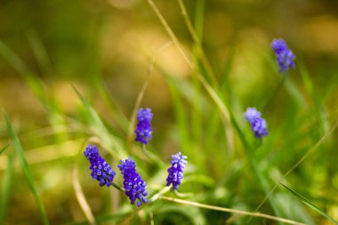 Bahar bahçesinde bir çiçek yatağında Mavi Muscari çiçekleri