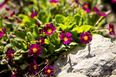 Bahar bahçesinde bir çiçek yatağında mor çuha çiçeği çiçekleri