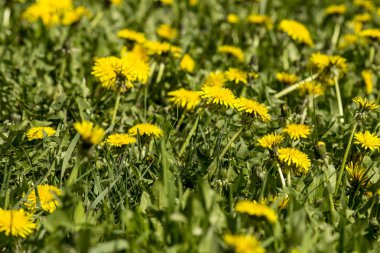 Bahar bahçesindeki çiçek tarhında sarı karahindibalar