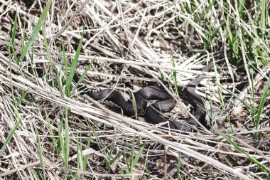 Siyah tehlikeli yılan ilkbaharda bir alanda çim engerek olduğunu
