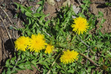 Bahar bahçesindeki çiçek tarhında sarı karahindibalar