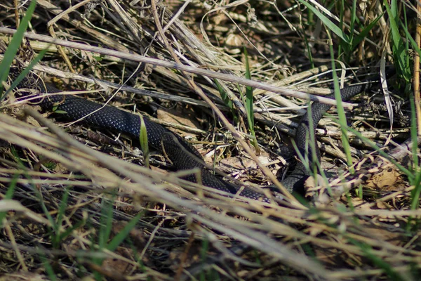 Serpente Perigosa Preta Uma Víbora Grama Campo Primavera — Fotografia de Stock