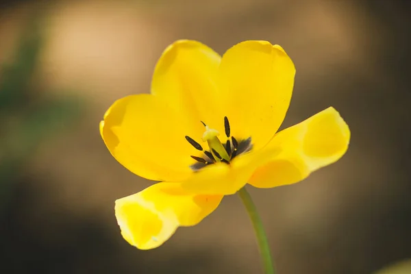 Желтые Тюльпаны Цветнике Весеннем Саду — стоковое фото