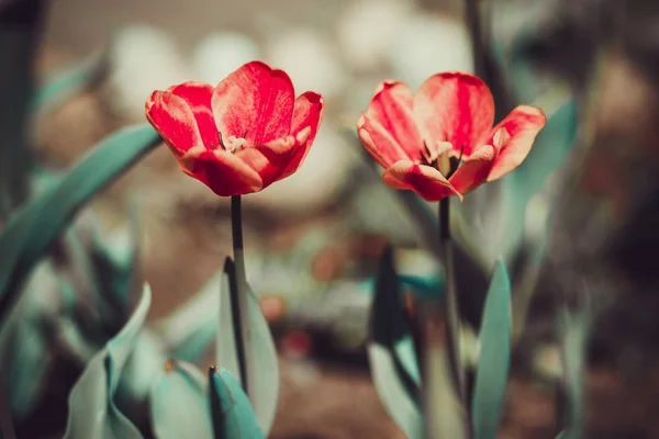 Tulipani Rossi Sull Aiuola Nel Giardino Primaverile — Foto Stock