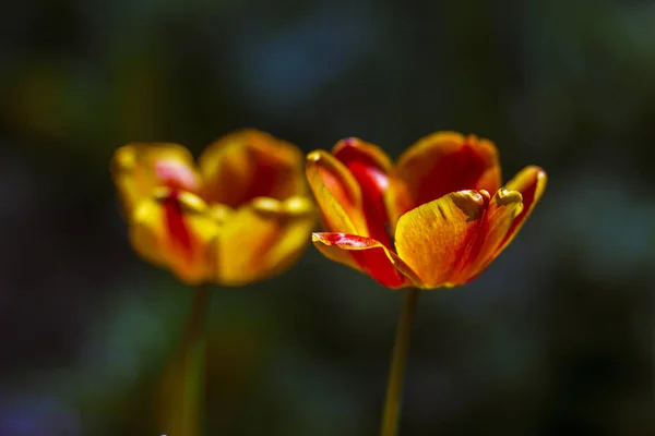 Tulipas Vermelhas Canteiro Flores Jardim Primavera — Fotografia de Stock