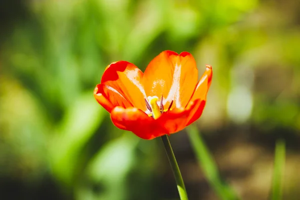 Tulipani Rossi Sull Aiuola Nel Giardino Primaverile — Foto Stock