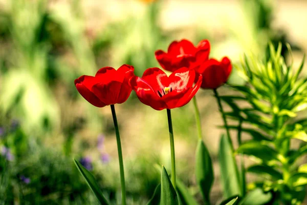 Tulipas Vermelhas Canteiro Flores Jardim Primavera — Fotografia de Stock