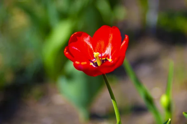 Červené Tulipány Květinové Posteli Jarní Zahradě — Stock fotografie