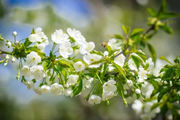 White Apple blossoms on a tree in the spring garden