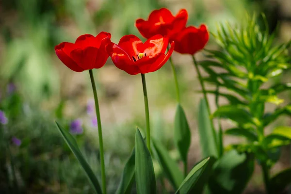Červené Tulipány Květinové Posteli Jarní Zahradě — Stock fotografie