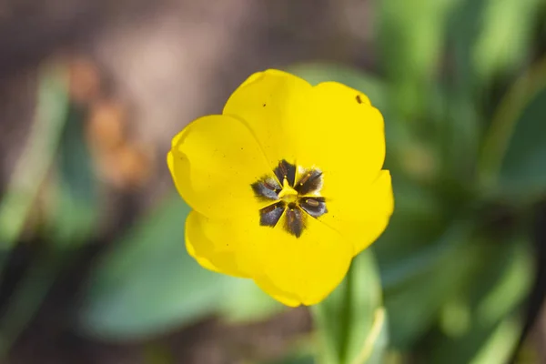Gele Tulpen Het Bloembed Voorjaarstuin — Stockfoto