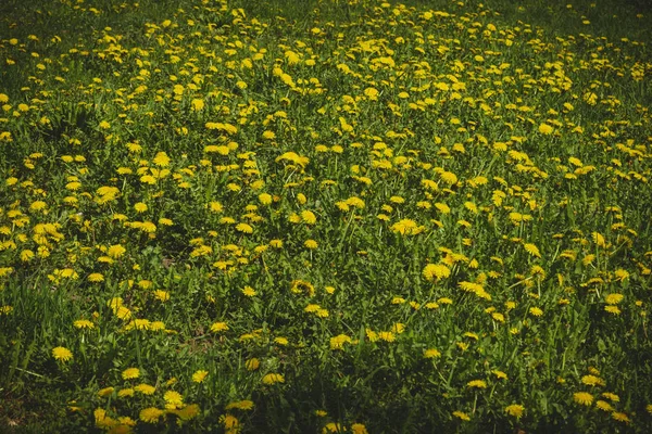 Denti Leone Gialli Sull Aiuola Nel Giardino Primaverile — Foto Stock