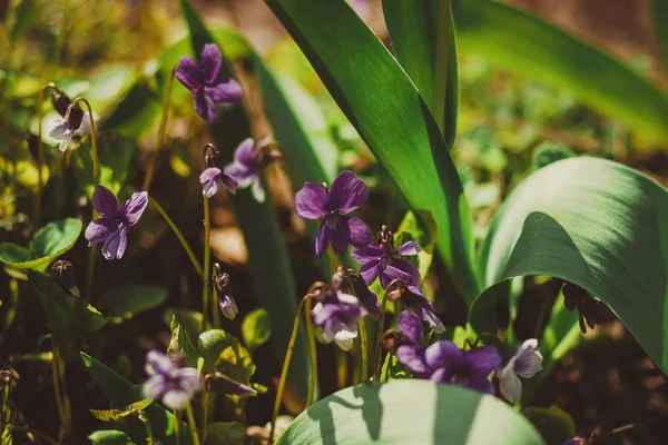 Paarse Bloemen Viooltjes Een Bloembed Lente Tuin — Stockfoto