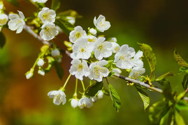 White Apple blossoms on a tree in the spring garden
