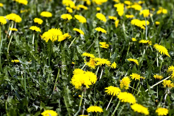 Жовті Кульбаби Клумбі Весняному Саду — стокове фото