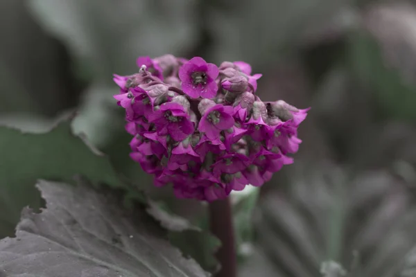 Purple Primrose Flowers Flower Bed Spring Garden — Stock Photo, Image