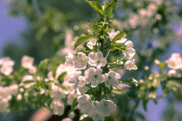 Witte Appel Bloeit Een Boom Het Voorjaar Tuin — Stockfoto