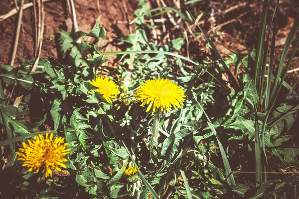 Bahar Bahçesindeki Çiçek Tarhında Sarı Karahindibalar — Stok fotoğraf