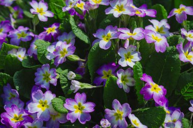 Bahar bahçesinde arsa üzerinde mor çuha çiçeği