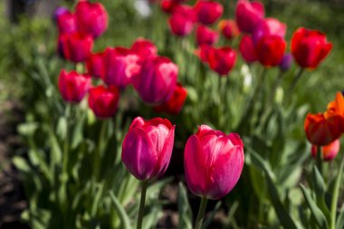İlkbaharda ülkede bahçede bir çiçek yatağında kırmızı çiçekler lale