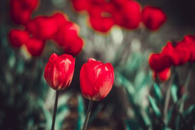 İlkbaharda ülkede bahçede bir çiçek yatağında kırmızı çiçekler lale